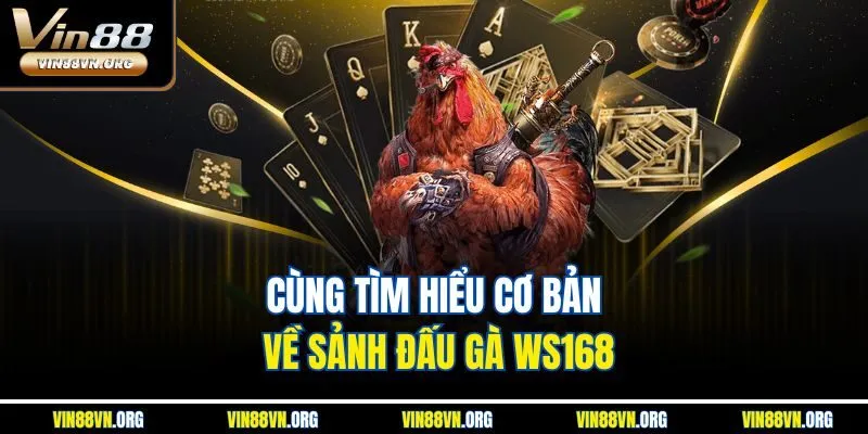 Cùng tìm hiểu cơ bản về sảnh đấu gà WS168