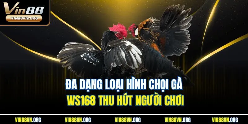 Đa dạng loại hình chọi gà WS168 thu hút người chơi