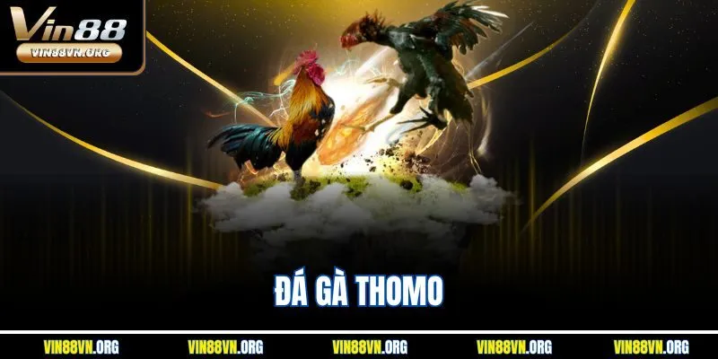 Đá Gà Thomo – Điểm Đến Ưa Thích Cho Dân Cược Tại Vin88