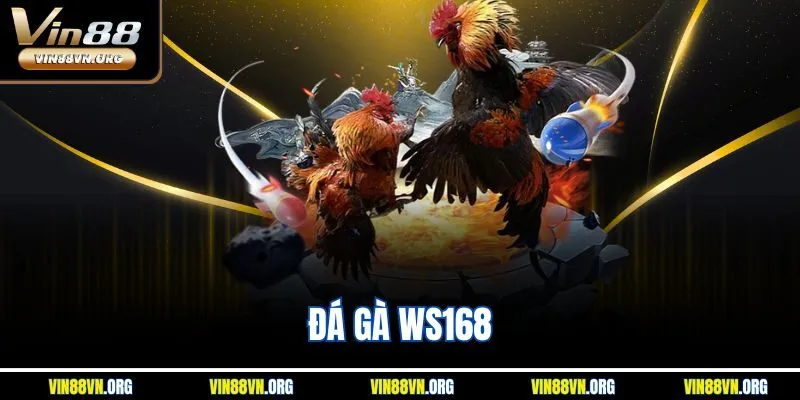 Đá Gà WS168 – Sảnh Chơi Giải Trí Đỉnh Cao Tại Vin88