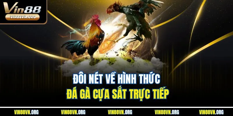 Đôi nét về hình thức đá gà cựa sắt trực tiếp