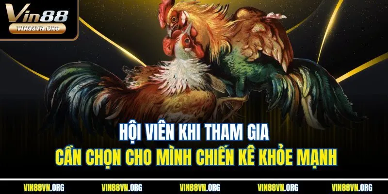 Hội viên khi tham gia cần chọn cho mình chiến kê khỏe mạnh