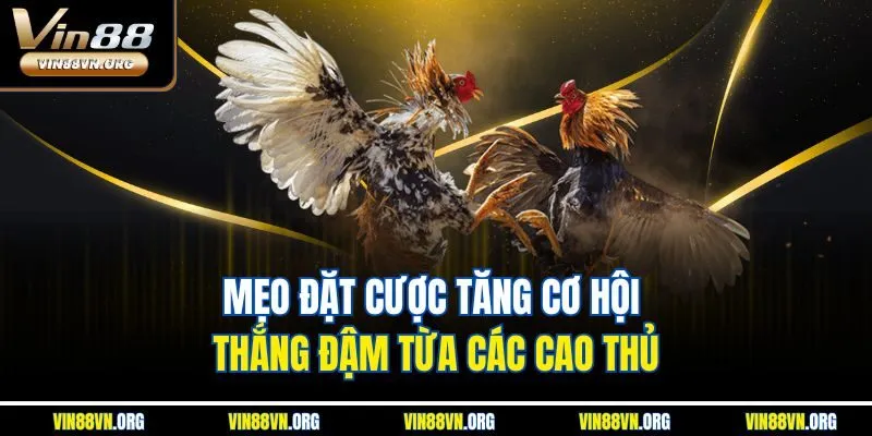 Mẹo đặt cược tăng cơ hội thắng đậm từa các cao thủ