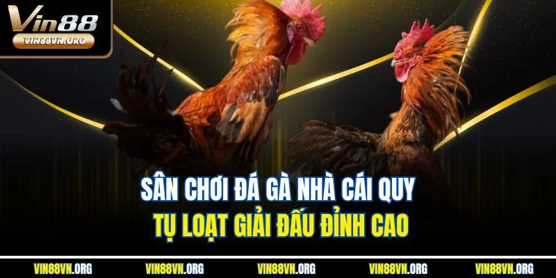 Sân chơi đá gà nhà cái quy tụ loạt giải đấu đỉnh cao