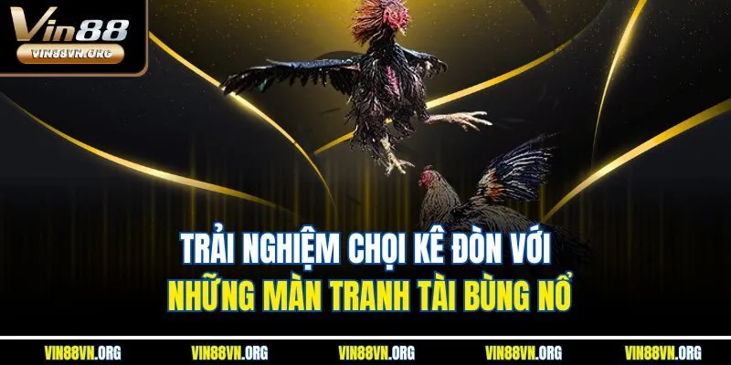 Trải nghiệm chọi kê đòn với những màn tranh tài bùng nổ
